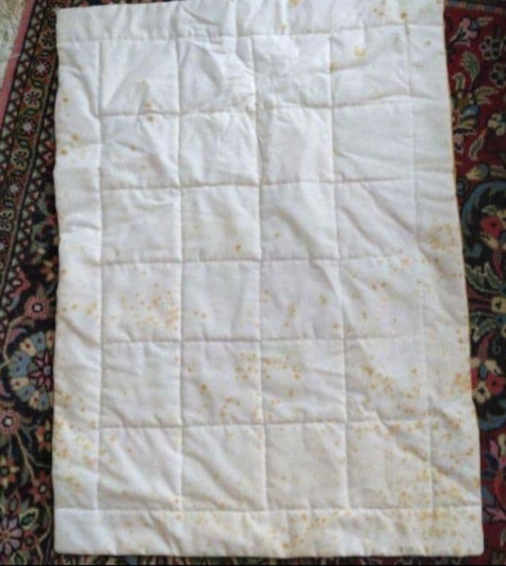 テディベア ロザリーフリッシュマン　ディズニープーさん着ぐるみ