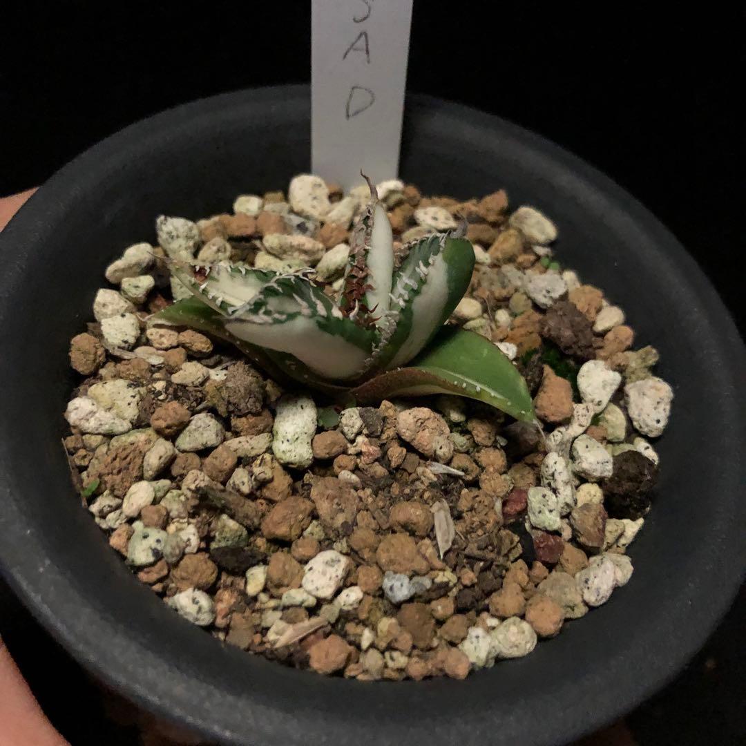 SALE‼️アガベ　チタノタ　SAD斑入り‼️8398-1000