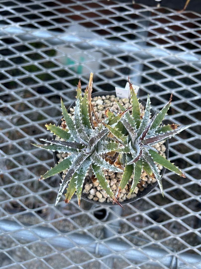 DBディッキア Dyckia Bill Baker hybrid #105 ⑵
