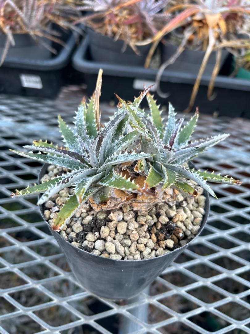 DBディッキア Dyckia Bill Baker hybrid #105 ⑵