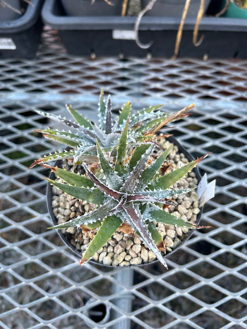 DBディッキア Dyckia Bill Baker hybrid #105 ⑵
