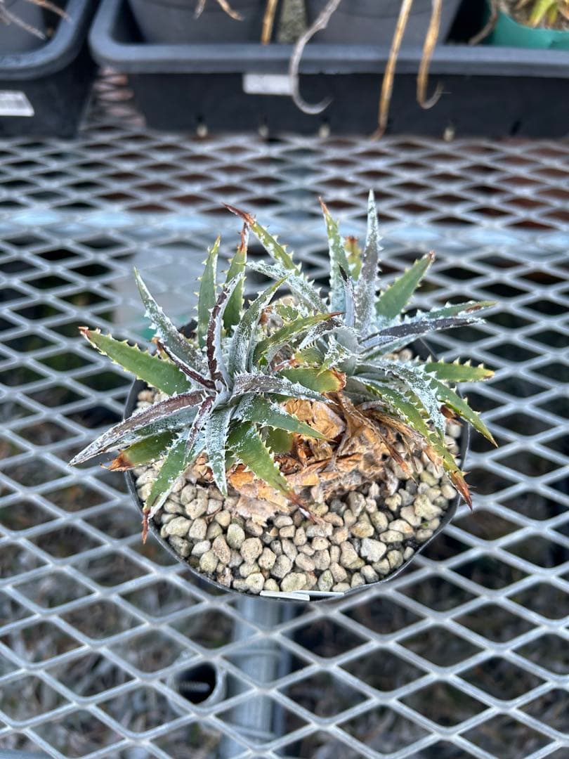 DBディッキア Dyckia Bill Baker hybrid #105 ⑵