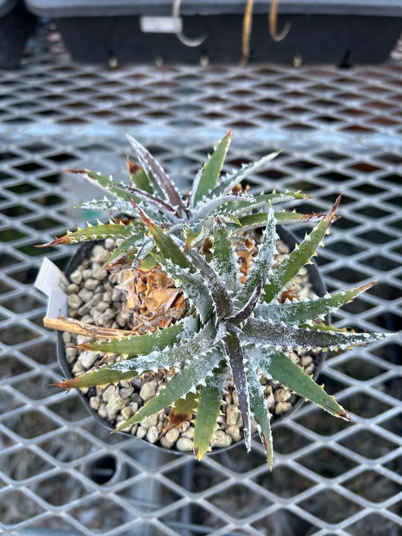 DBディッキア Dyckia Bill Baker hybrid #105 ⑵