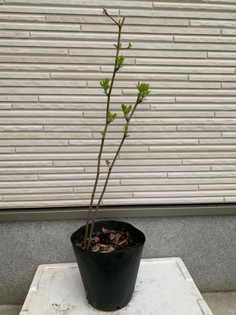 ★送料込み ナツメ苗木 棗 なつめ ひこばえ