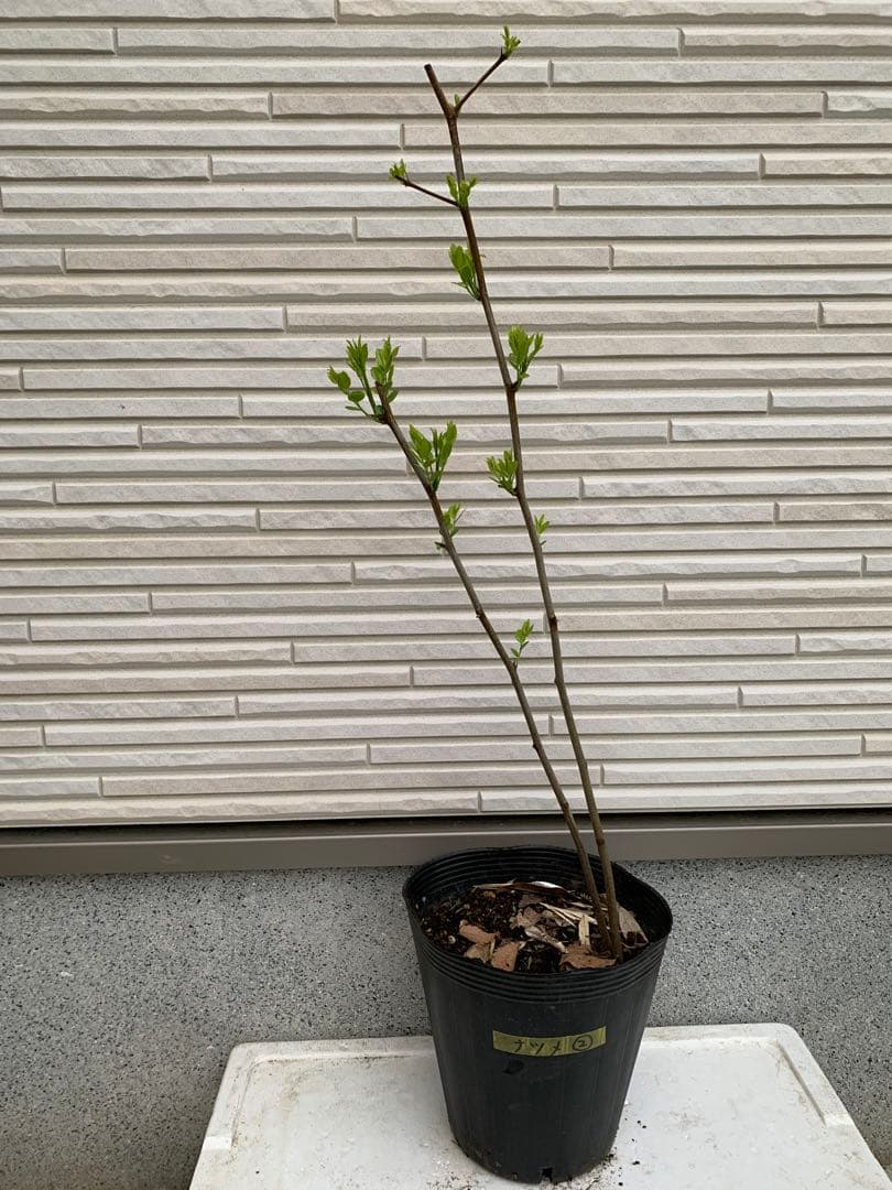 ★送料込み ナツメ苗木 棗 なつめ ひこばえ