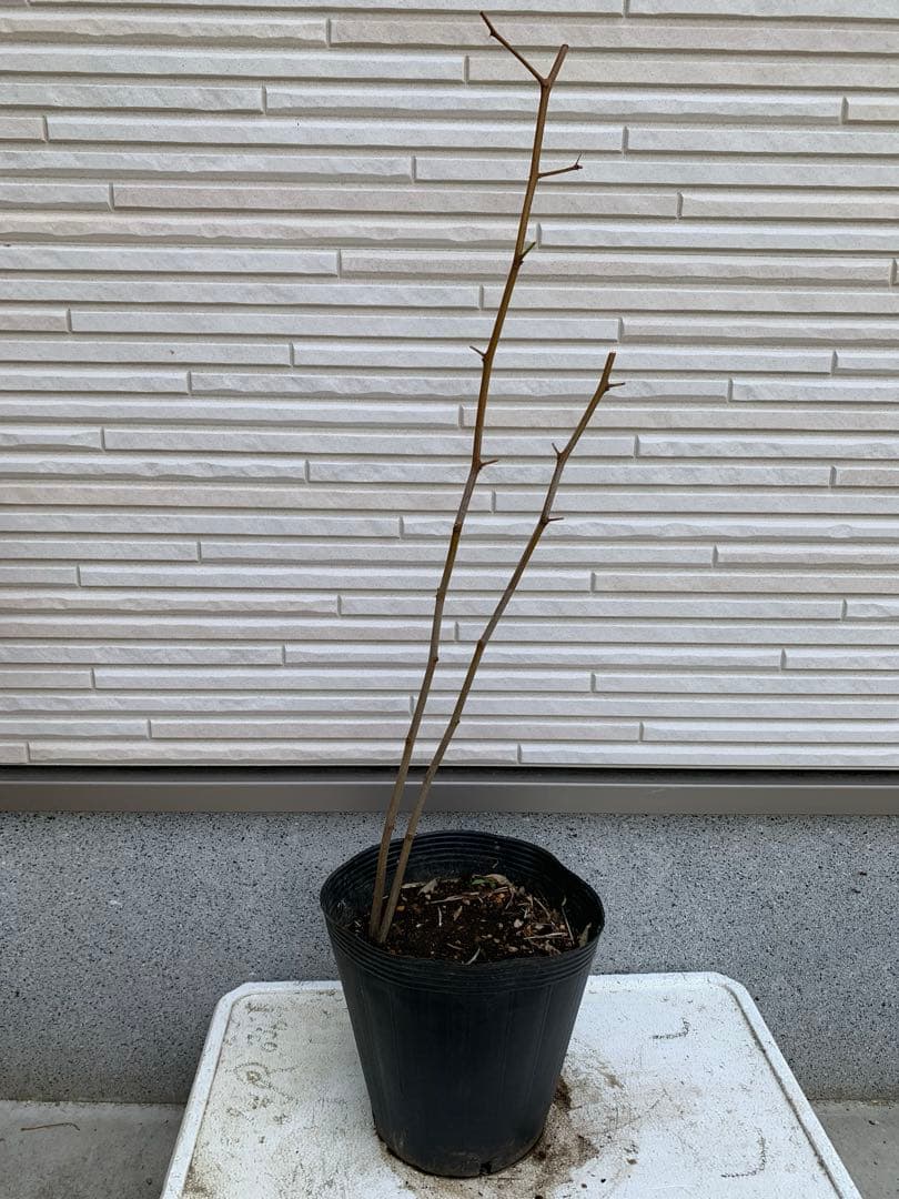 ★送料込み ナツメ苗木 棗 なつめ ひこばえ
