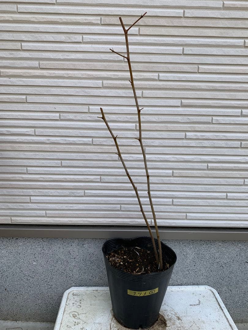 ★送料込み ナツメ苗木 棗 なつめ ひこばえ