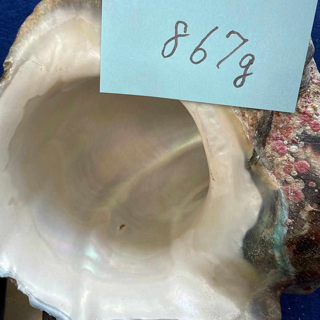 夜光貝　ヤコウ貝　まとめ売り　17個　15、2kg アクセサリー　ルアー