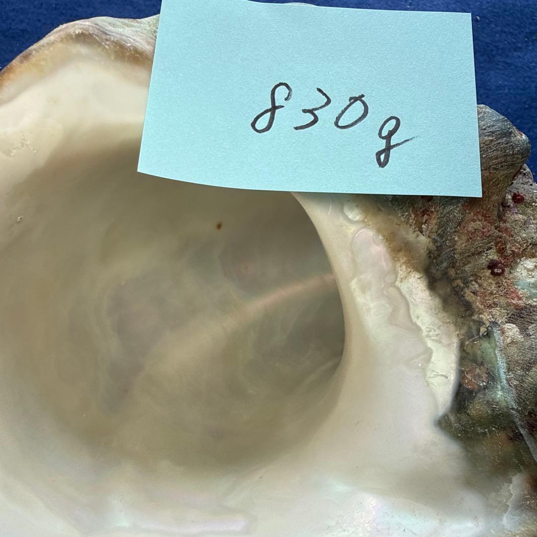 夜光貝　ヤコウ貝　まとめ売り　17個　15、2kg アクセサリー　ルアー