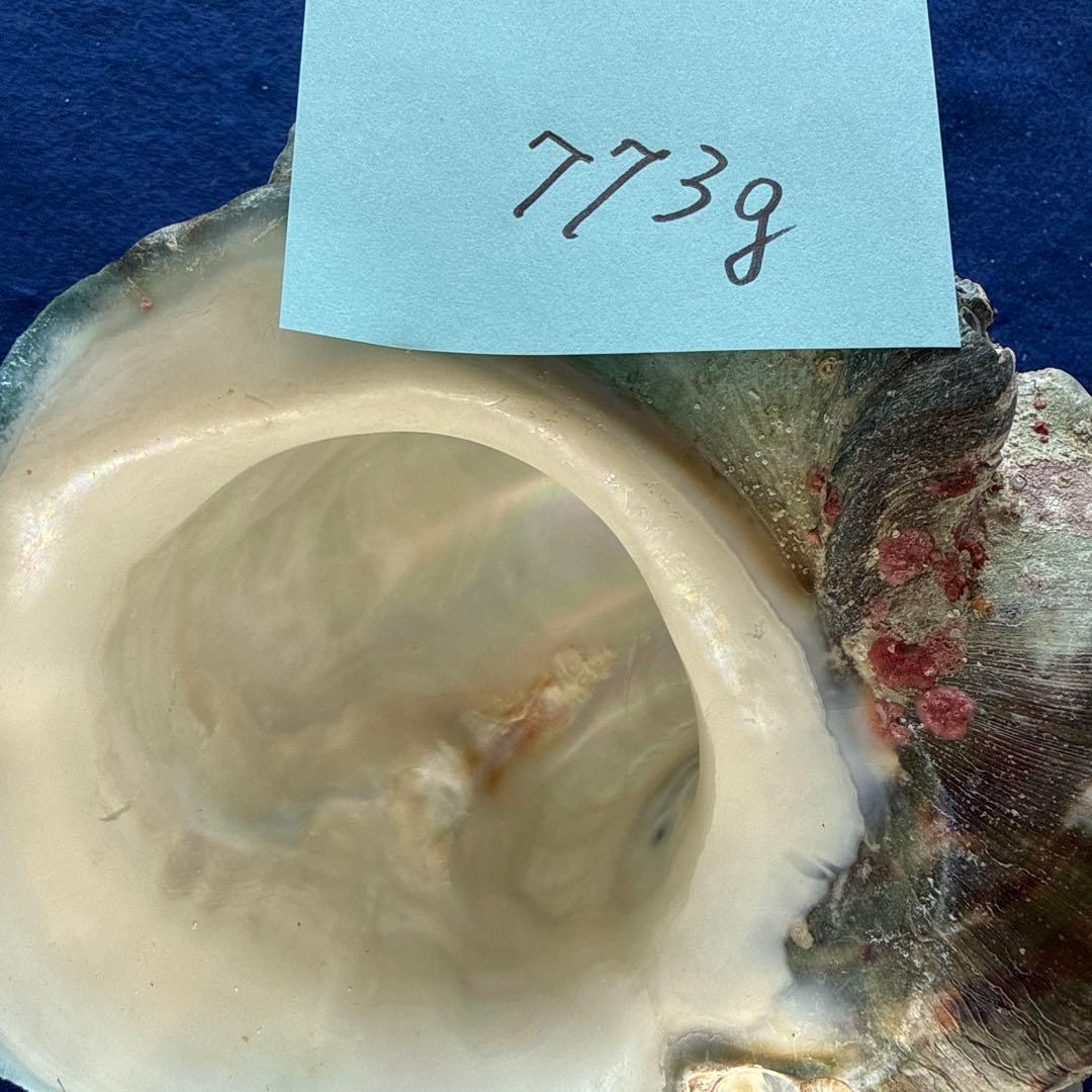 夜光貝　ヤコウ貝　まとめ売り　17個　15、2kg アクセサリー　ルアー