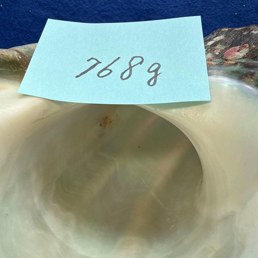 夜光貝　ヤコウ貝　まとめ売り　17個　15、2kg アクセサリー　ルアー