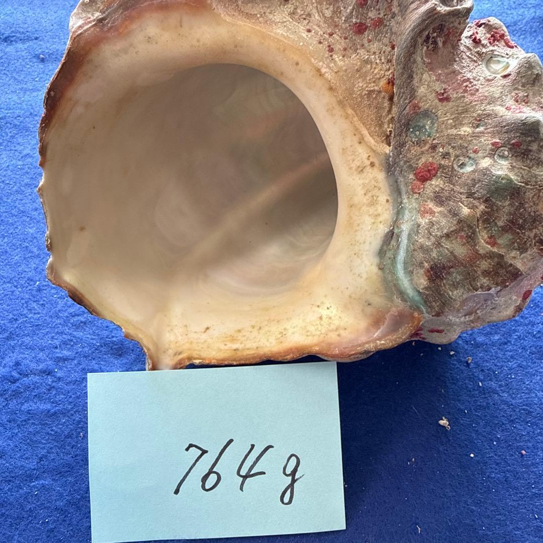 夜光貝　ヤコウ貝　まとめ売り　17個　15、2kg アクセサリー　ルアー