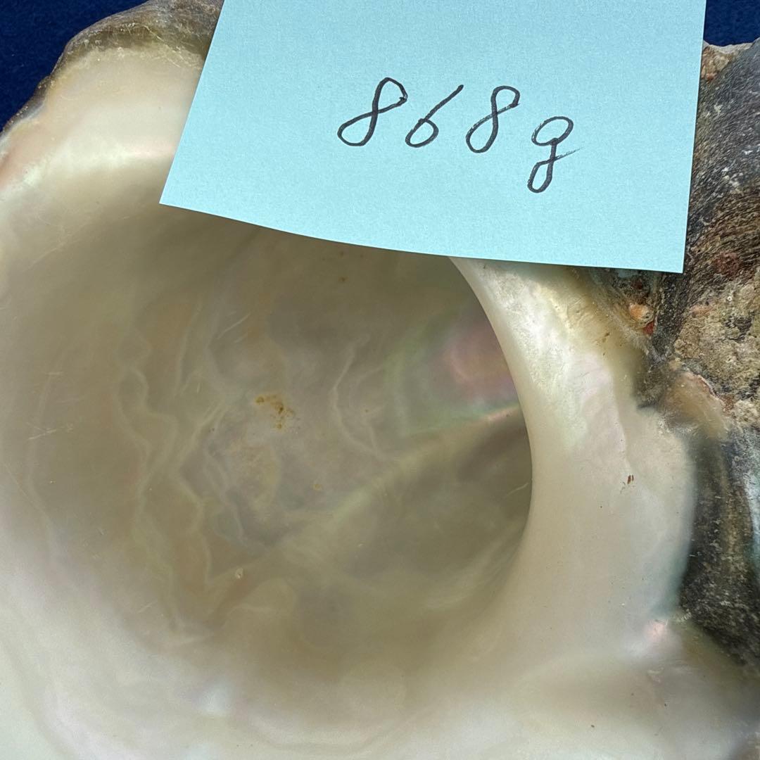 夜光貝　ヤコウ貝　まとめ売り　17個　15、2kg アクセサリー　ルアー