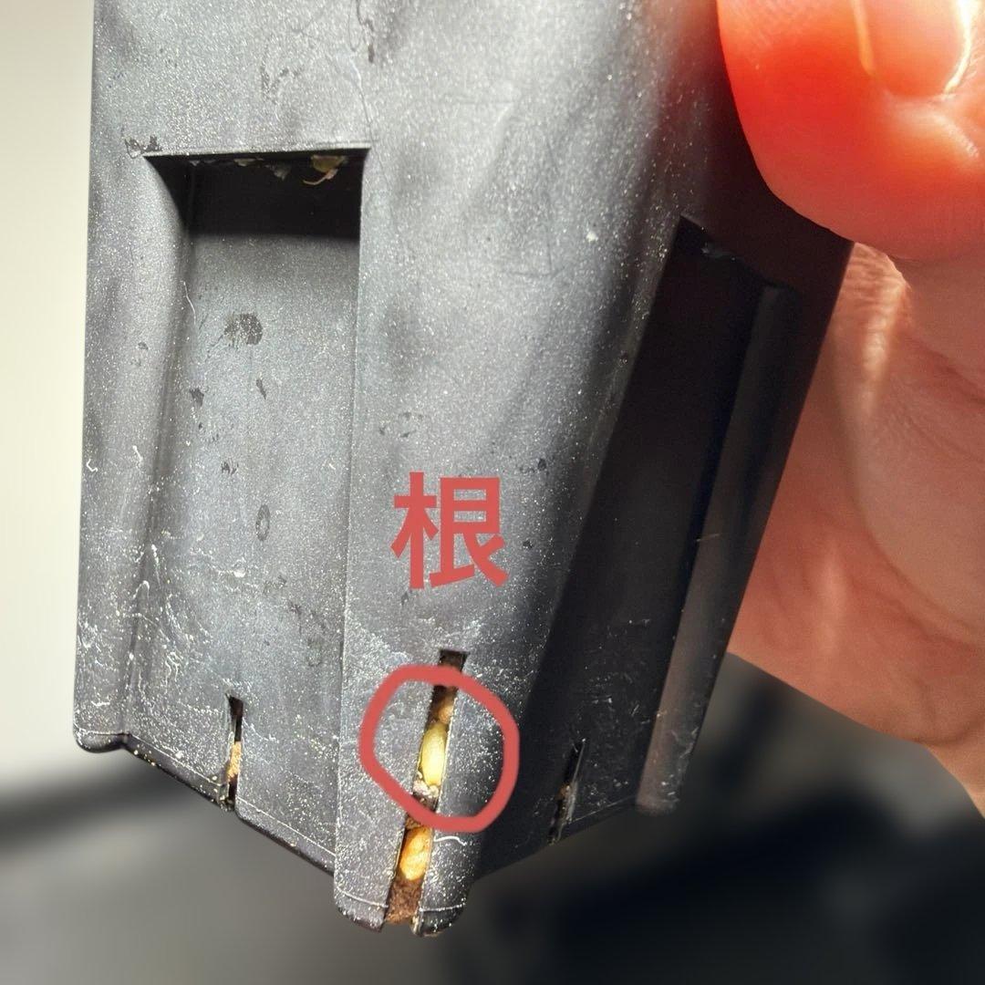 アガベチタノタ　白狂刺　LIZE血統　子株　発根済み　ホオジロ