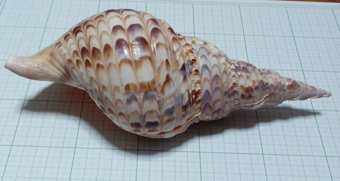 貝殻標本　ホラガイ