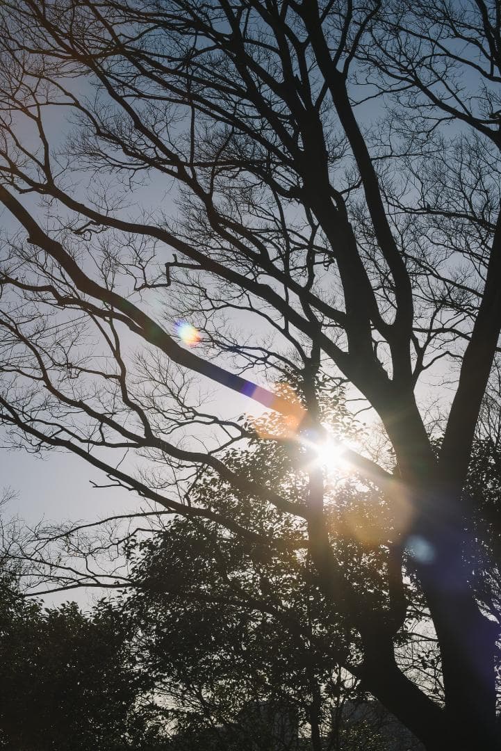 8枚玉！PENTAX Super-Takumar 50mm f1.4 前期