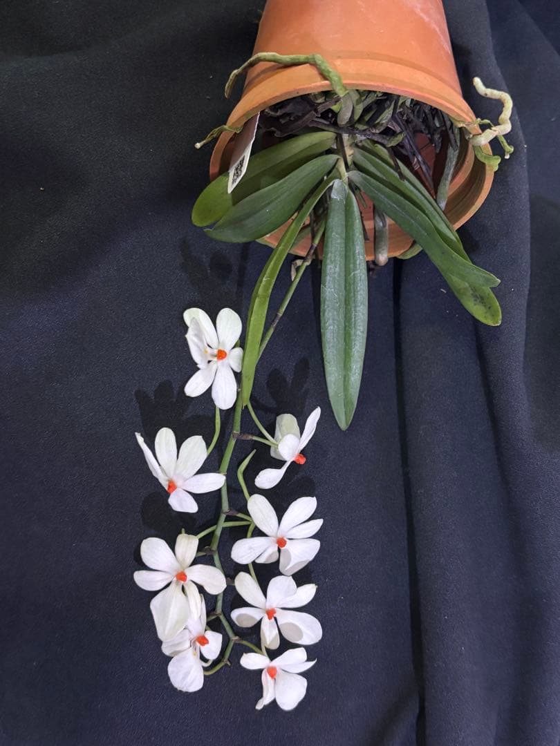 値下げ　開花中　洋蘭原種　エランギス　ルテオアルバ　Aerangis