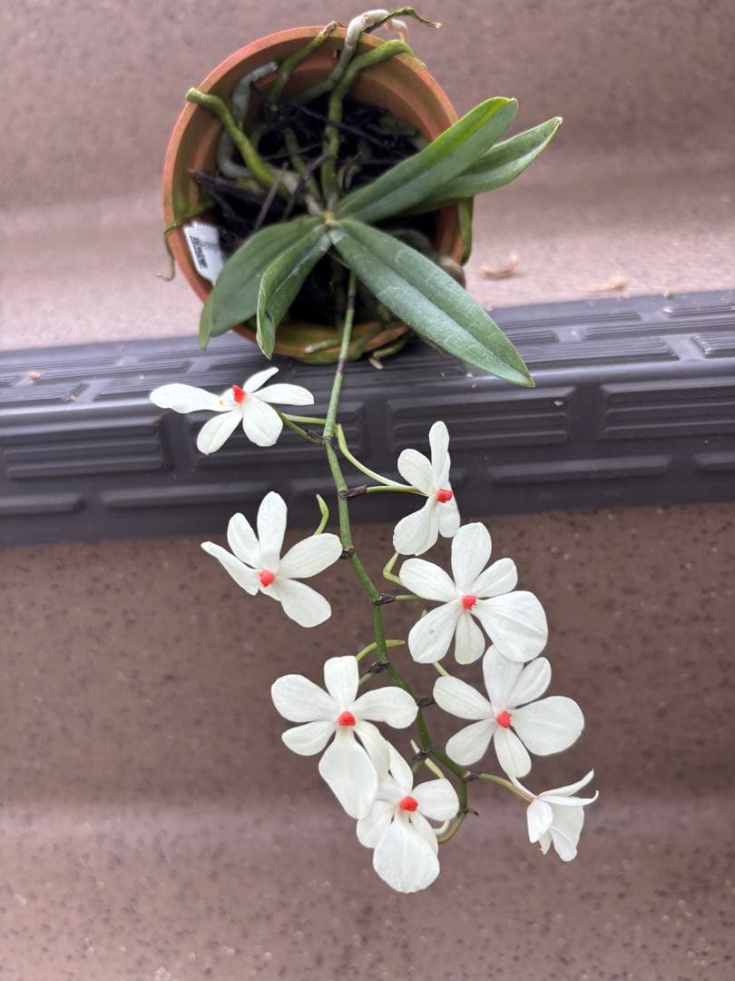 値下げ　開花中　洋蘭原種　エランギス　ルテオアルバ　Aerangis