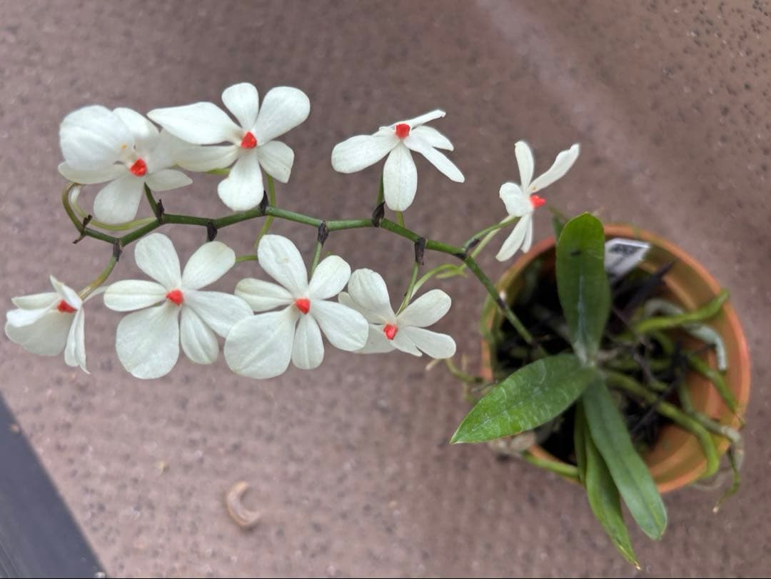 値下げ　開花中　洋蘭原種　エランギス　ルテオアルバ　Aerangis