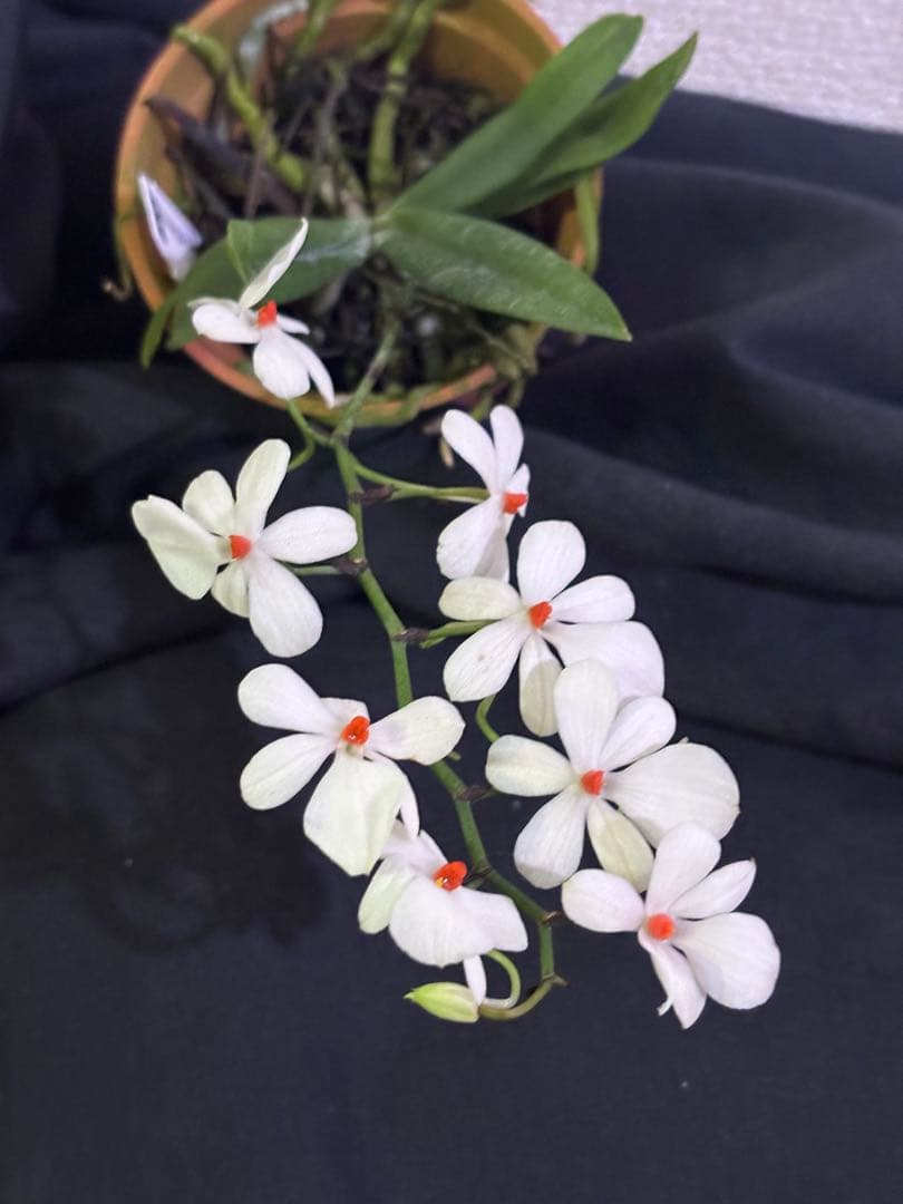 値下げ　開花中　洋蘭原種　エランギス　ルテオアルバ　Aerangis