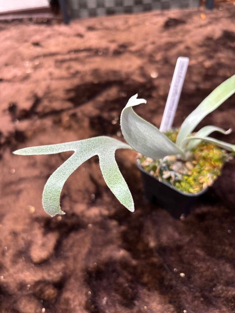 ビカクシダ P.Willinckii Moonlight(VP) pup