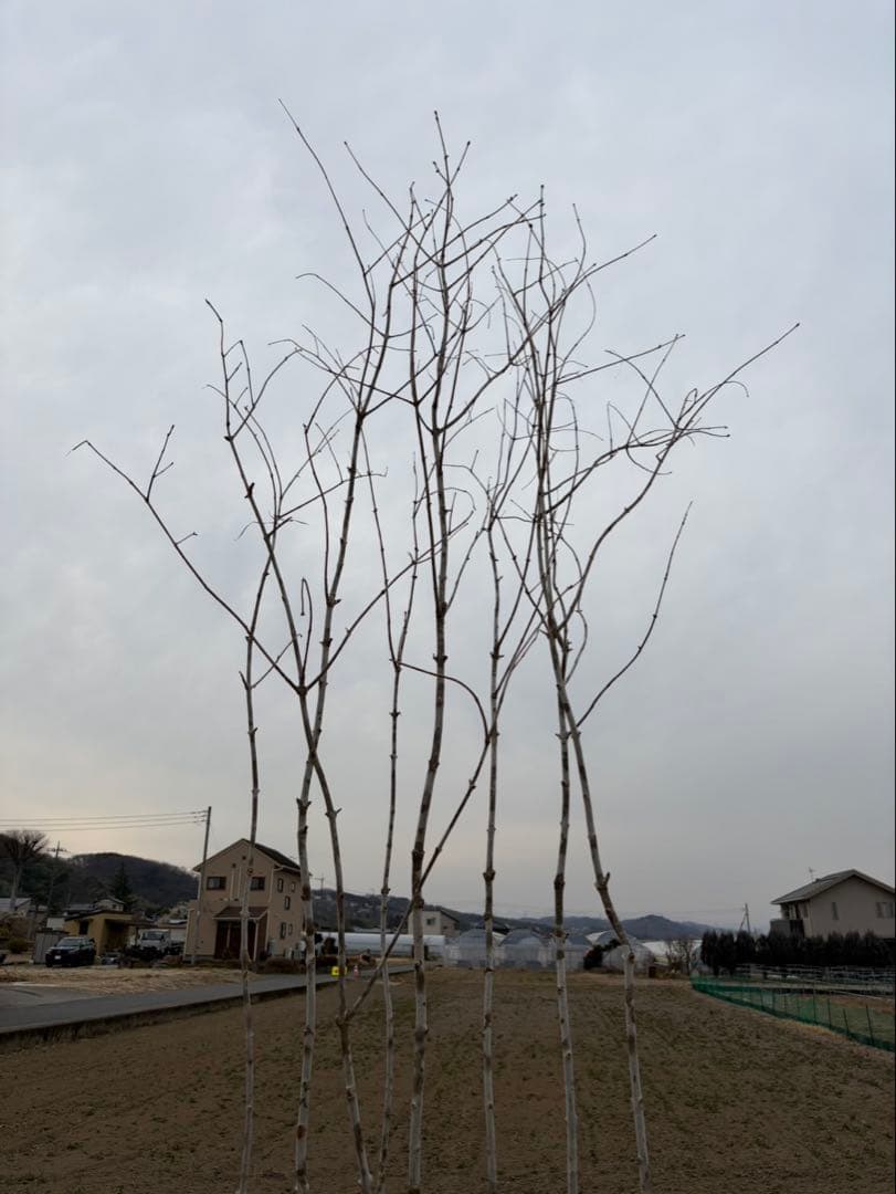 山採り アオダモ 本株立ち 6本立ち 自然樹形