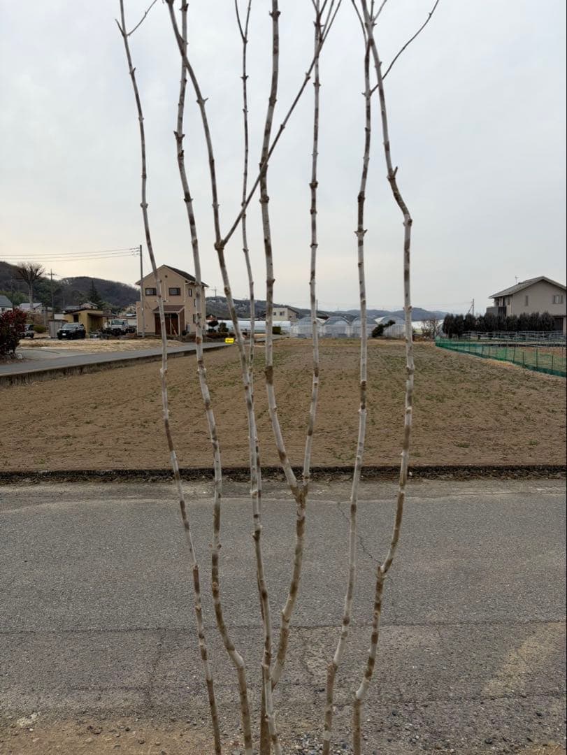 山採り アオダモ 本株立ち 6本立ち 自然樹形