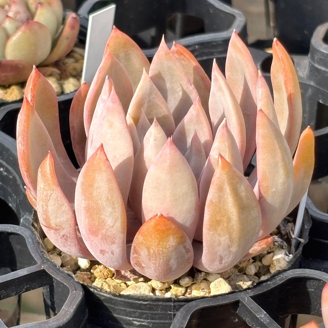 baron様 リクエスト 4点 まとめ商品