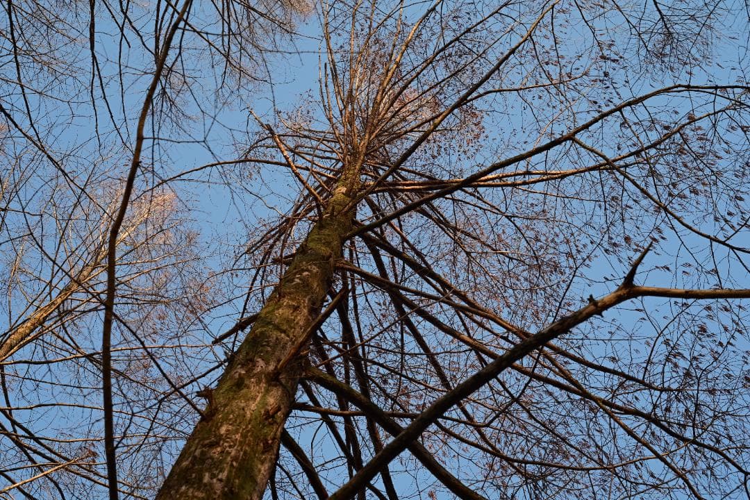 極上無傷 ミノルタ MC ROKKOR-PF 55/1.7 整備済 完動品 完璧