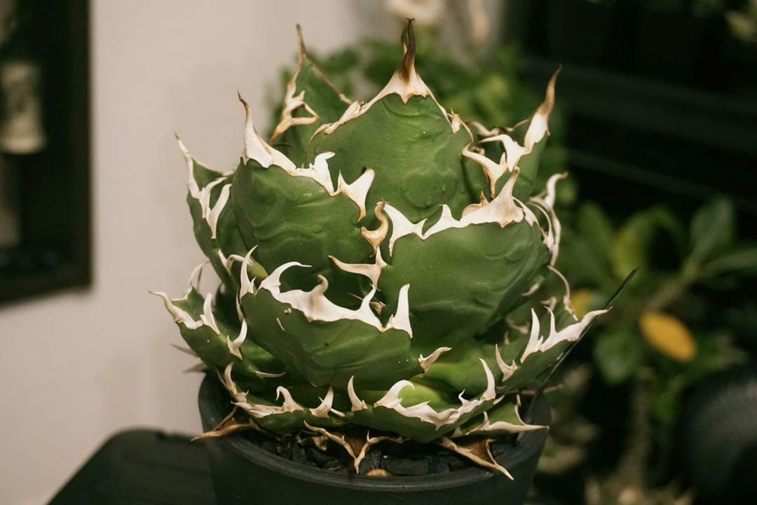 アガベ　チタノタ　鬼爪　雪峰　親株