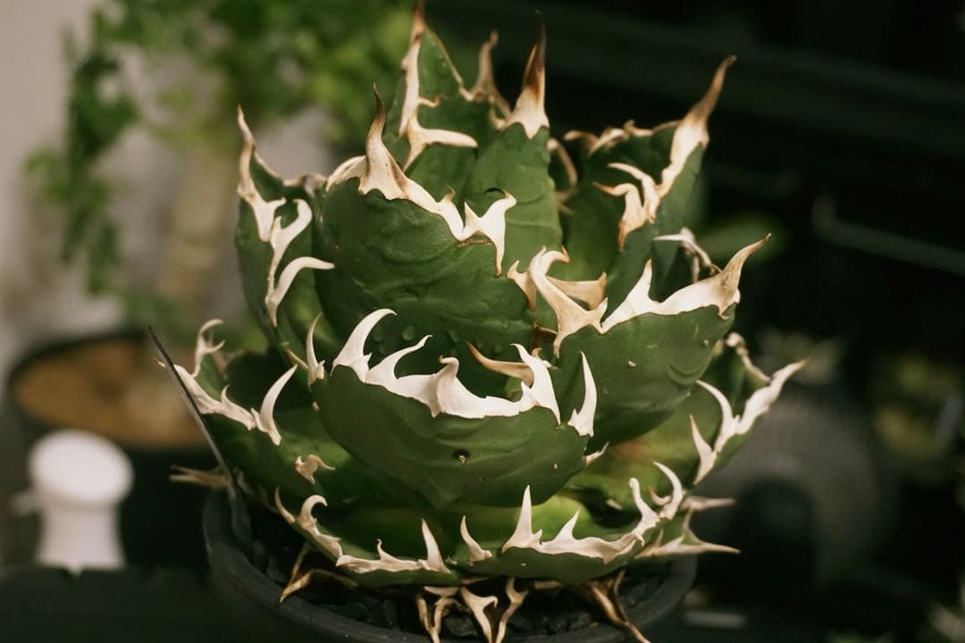 アガベ　チタノタ　鬼爪　雪峰　親株