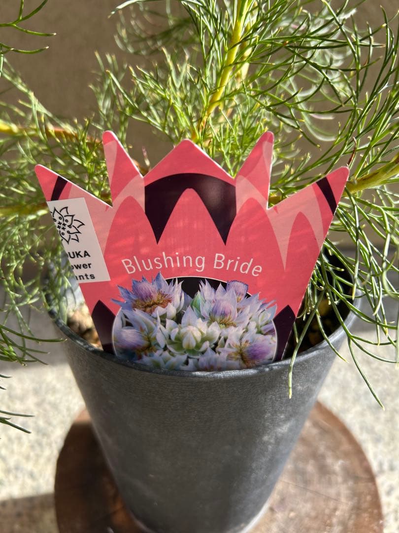 セルリアブラッシングブライド5号大②