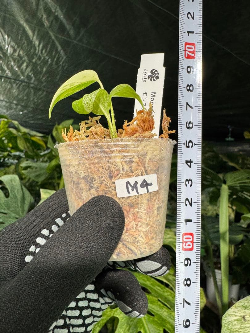 M4 モンステラ　デリシオーサ　ミント　2寸ポリポット　ネコポス発送