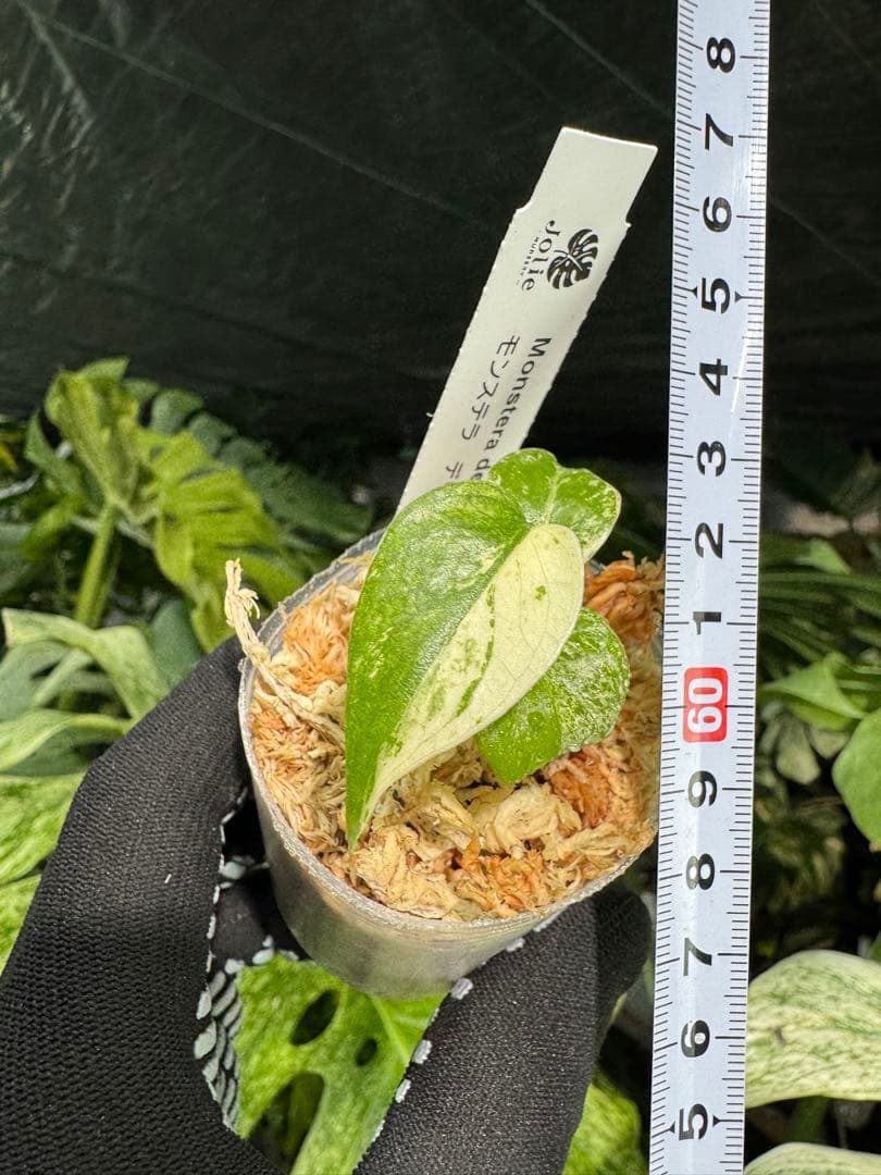 M4 モンステラ　デリシオーサ　ミント　2寸ポリポット　ネコポス発送