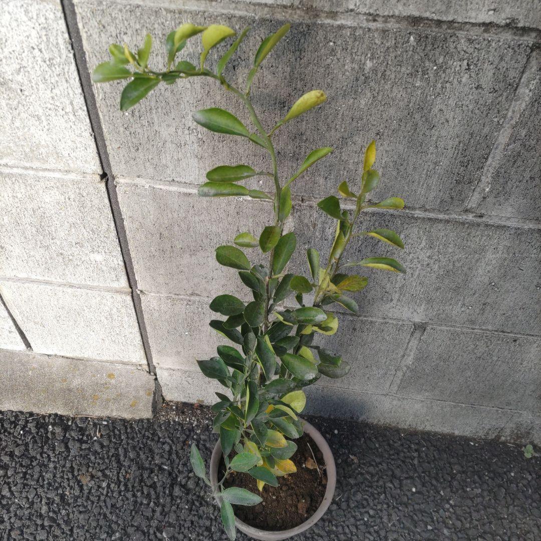 鬼柚子苗健康的な果樹 約60cm