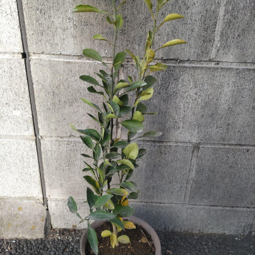 鬼柚子苗健康的な果樹 約60cm