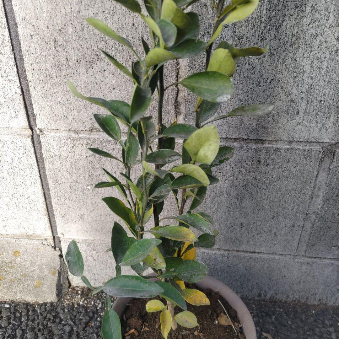 鬼柚子苗健康的な果樹 約60cm