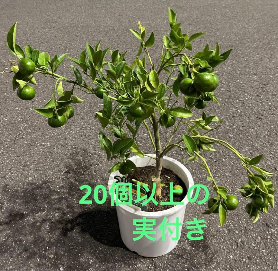 実付きシークァーサー ♠︎希少な果実　接木苗木　7号 果樹柑橘　宅急便