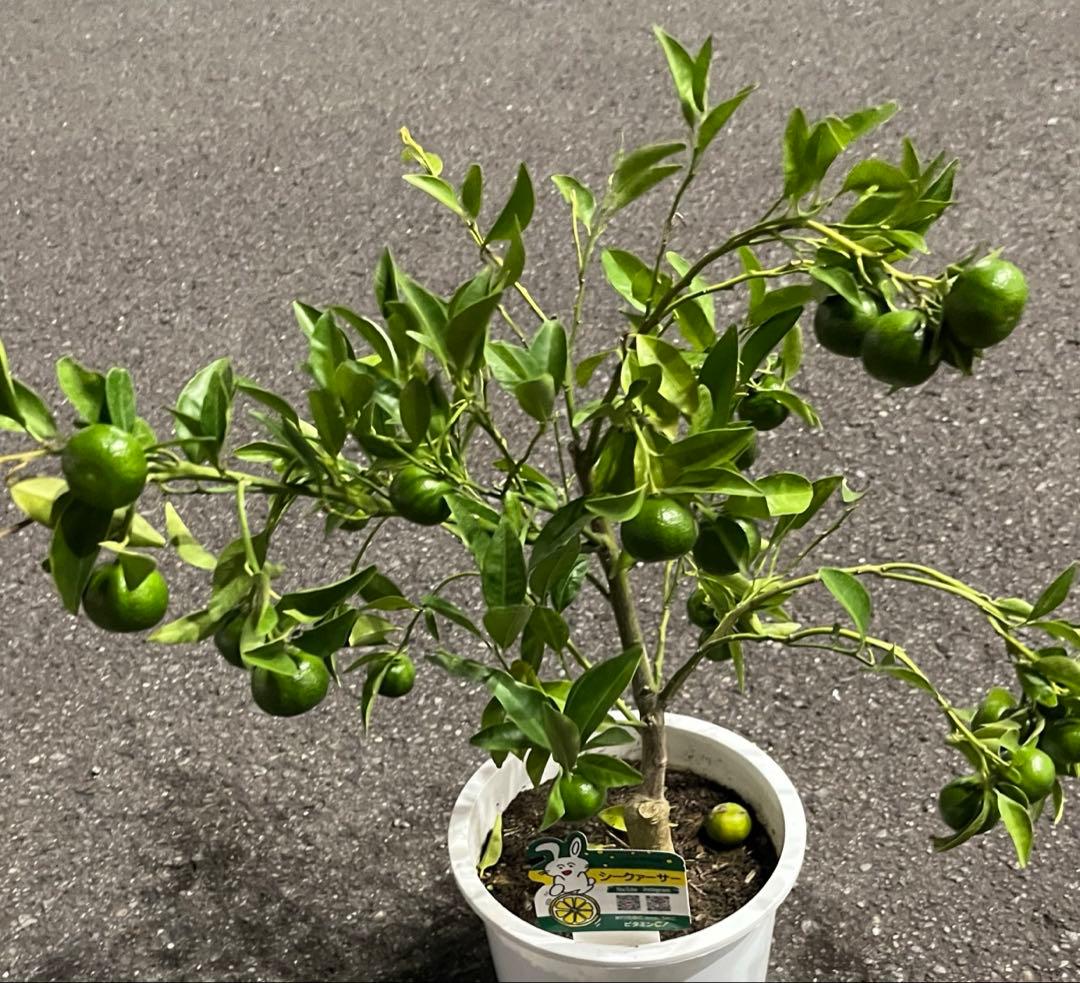 実付きシークァーサー ♠︎希少な果実　接木苗木　7号 果樹柑橘　宅急便