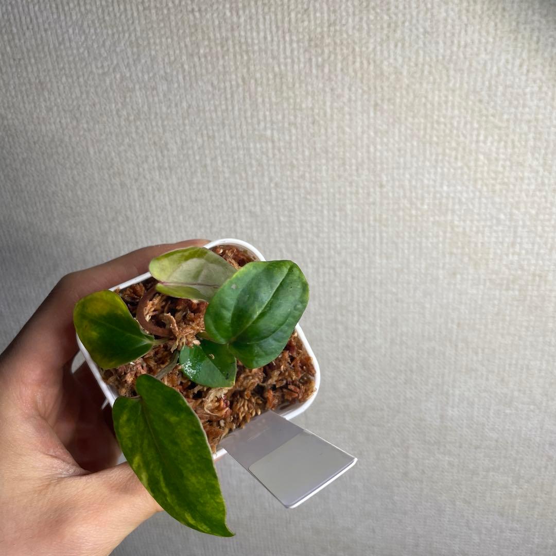 N*i様 Anthurium AOS✖️RVDP斑入り