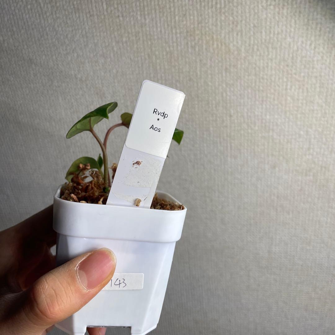 N*i様 Anthurium AOS✖️RVDP斑入り