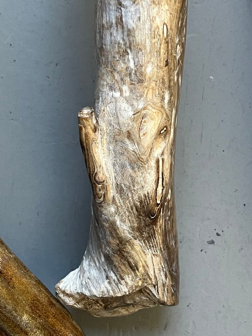 深海松　レインボーコーラル 根付け