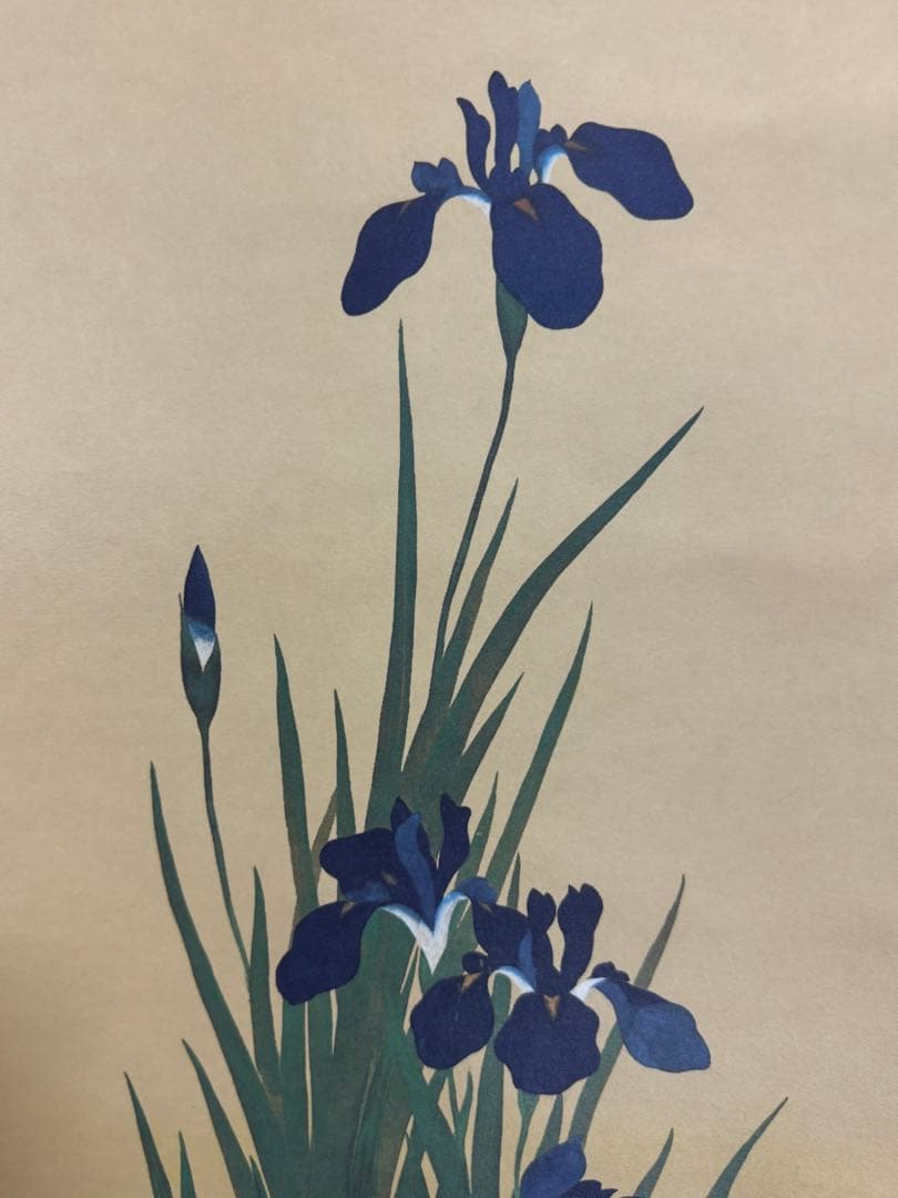 酒井抱一『十二か月花鳥図』五月『燕子花に鷭図』掛軸 復刻版 手彩色