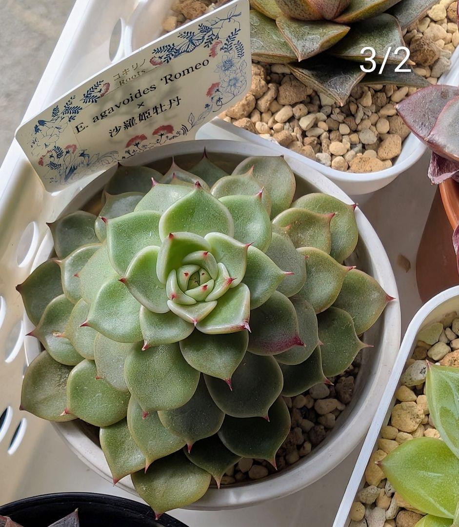 ロメオ×沙羅姫牡丹　札付き　コキリノさん　希少