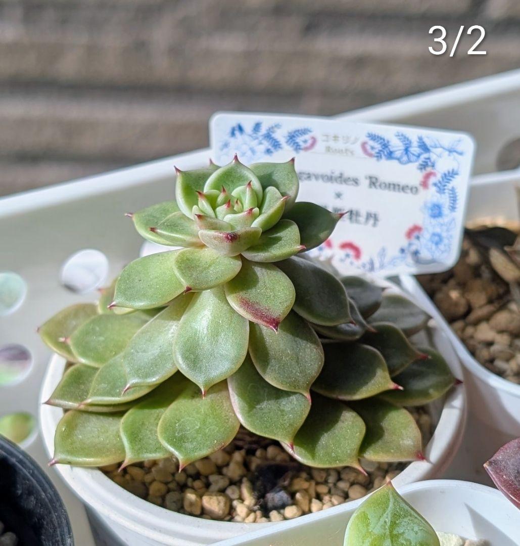 ロメオ×沙羅姫牡丹　札付き　コキリノさん　希少