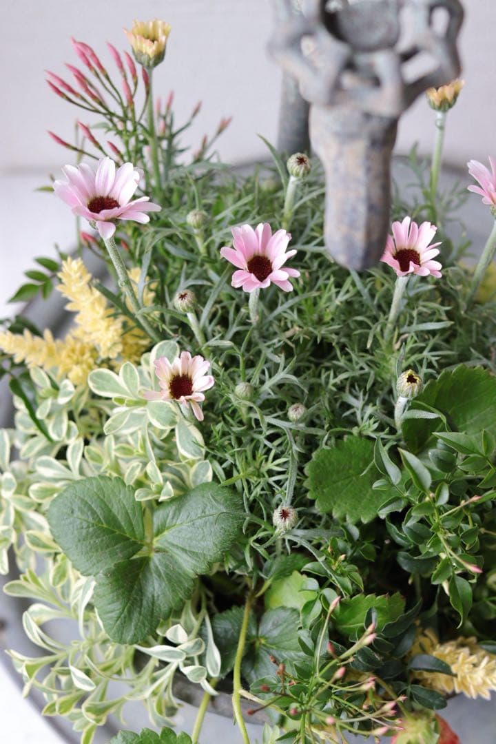 シャビーでキュートな春の寄せ植え