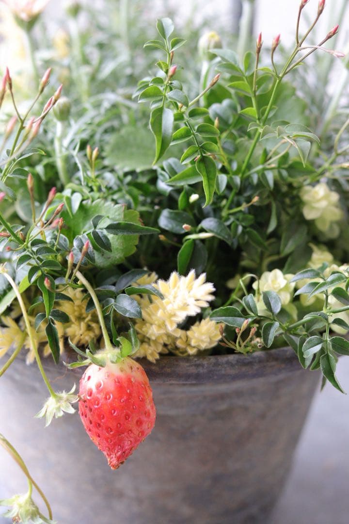 シャビーでキュートな春の寄せ植え