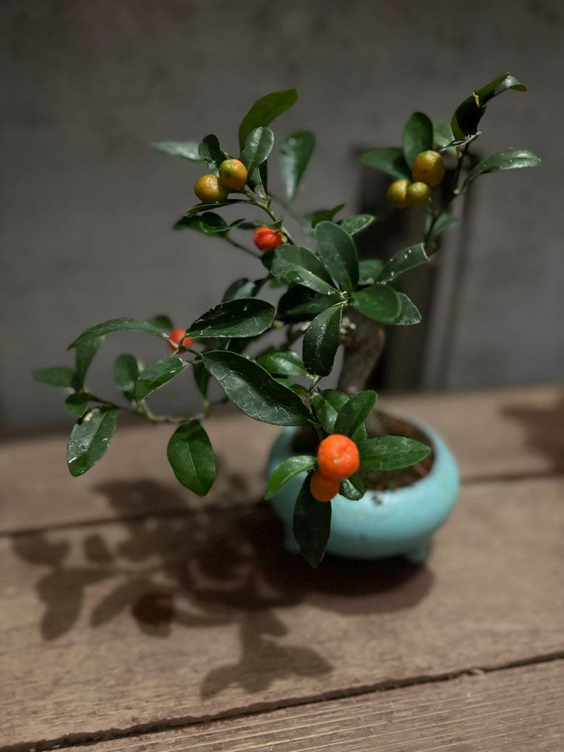 キンズ盆栽　金豆　オレンジと黄色の果実の盆栽