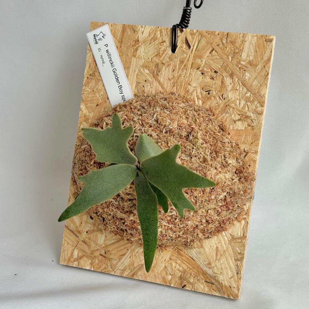 P. wilinckii Golden Boy spore【52】