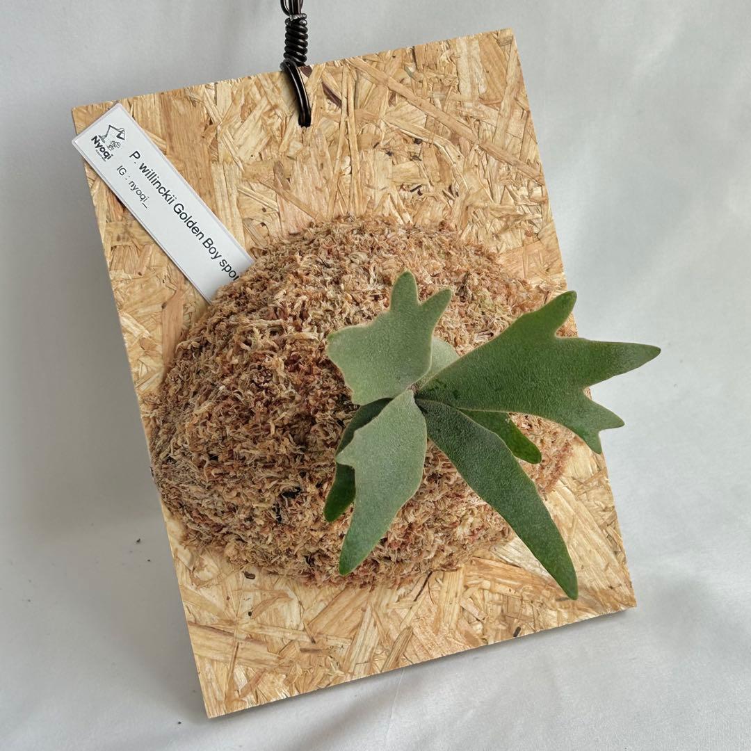 P. wilinckii Golden Boy spore【52】